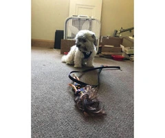 7.5 month old female Havanese's puppy for sale - 2