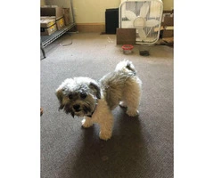 7.5 month old female Havanese's puppy for sale - 5