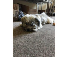 7.5 month old female Havanese's puppy for sale - 6