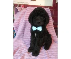 Gorgeous Goldendoodle puppies for sale - 6