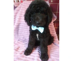 Gorgeous Goldendoodle puppies for sale - 7