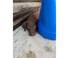 AKC German Shorthaired Pointers litter - 2