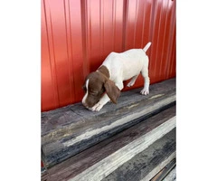 AKC German Shorthaired Pointers litter - 3
