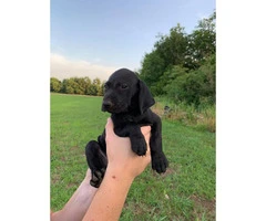 AKC German Shorthaired Pointers litter - 4