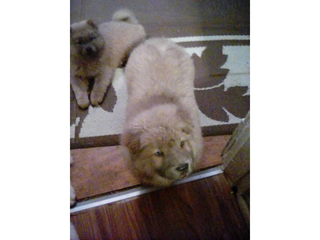 2 affordable Chow Chow puppies for adoption in Cincinnati