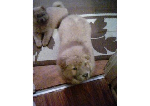 2 affordable Chow Chow puppies for adoption