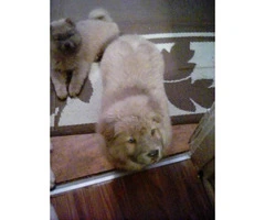 2 affordable Chow Chow puppies for adoption