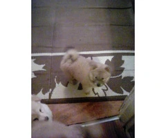 2 affordable Chow Chow puppies for adoption - 2