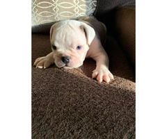 6 week old quality English bulldogs for sale - 2