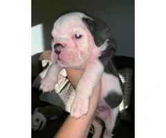 6 week old quality English bulldogs for sale - 3
