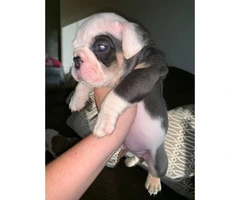 6 week old quality English bulldogs for sale - 4