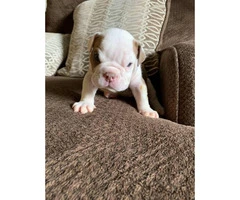 6 week old quality English bulldogs for sale - 5