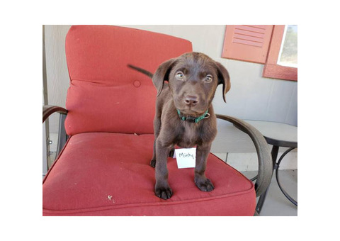 Chocolate Labs for Sale 1 male left and 6 females