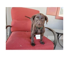 Chocolate Labs for Sale 1 male left and 6 females - 1