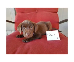 Chocolate Labs for Sale 1 male left and 6 females - 4