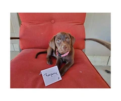 Chocolate Labs for Sale 1 male left and 6 females - 5