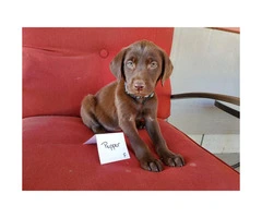 Chocolate Labs for Sale 1 male left and 6 females - 6