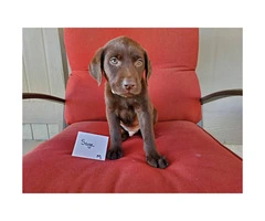 Chocolate Labs for Sale 1 male left and 6 females - 7