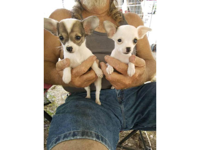 Chihuahua Puppies 2 males and 3 females in Waco, Texas