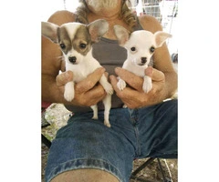 Chihuahua Puppies 2 males and 3 females