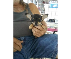 Chihuahua Puppies 2 males and 3 females - 2