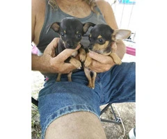 Chihuahua Puppies 2 males and 3 females - 3