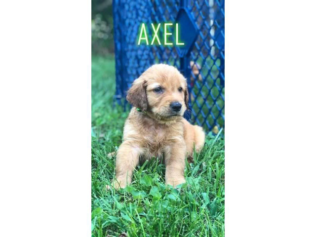 5 males Akc golden puppies for sale in Knoxville ...