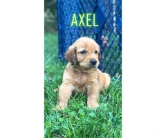 5 males Akc golden puppies for sale