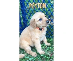 5 males Akc golden puppies for sale - 2