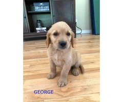 5 males Akc golden puppies for sale - 3
