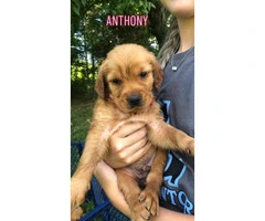 5 males Akc golden puppies for sale - 4