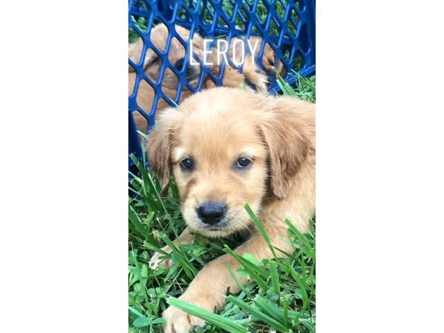 5 males Akc golden puppies for sale in Knoxville ...