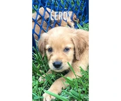 5 males Akc golden puppies for sale - 5