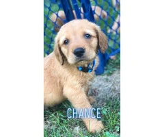 5 males Akc golden puppies for sale - 6