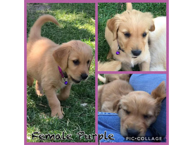 For Sale AKC Golden Retrievers in Shelley, Idaho - Puppies ...
