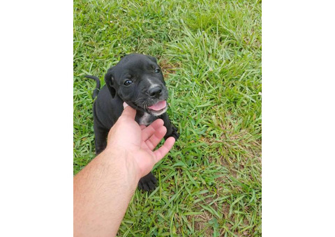 We have 3 black lab puppies left