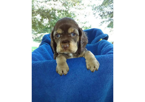 Cocker Spaniel puppies ready to go to