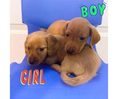 2 pure bred mini dachshund pups for sale