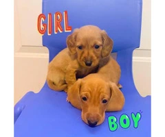2 pure bred mini dachshund pups for sale - 2
