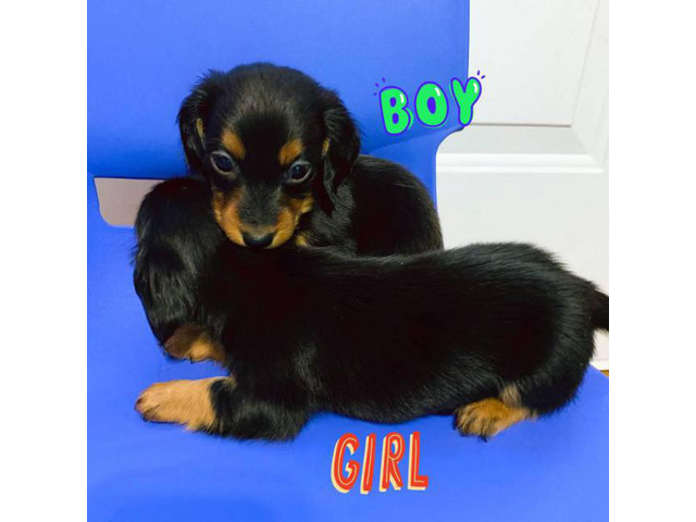 2 pure bred mini dachshund pups for sale in Charleston