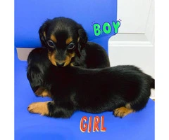 2 pure bred mini dachshund pups for sale - 3