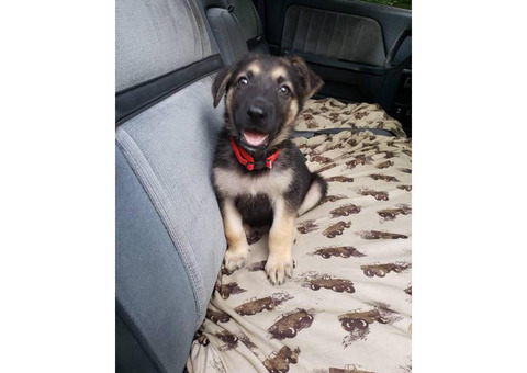 6 weeks old german shepherd male puppy