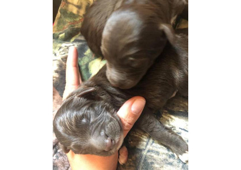F1b standard aussiedoodles babies