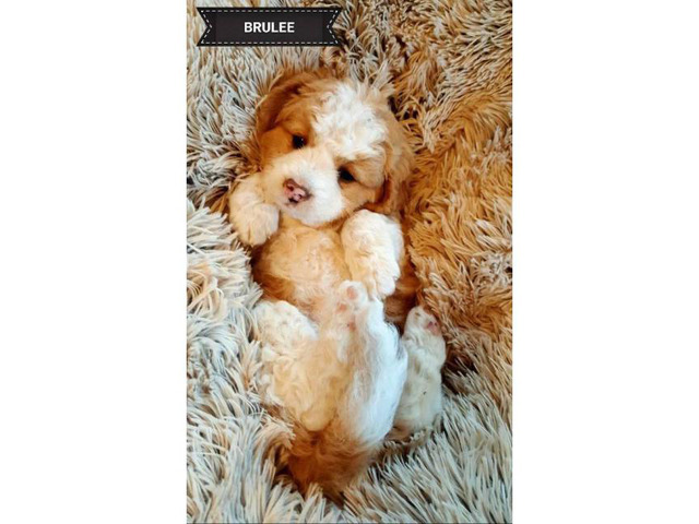 teddy bear puppy breeds