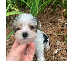 4 Adorable Yorkie Puppies up for Sale - 1