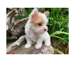 4 Adorable Yorkie Puppies up for Sale - 3