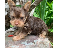 4 Adorable Yorkie Puppies up for Sale - 5