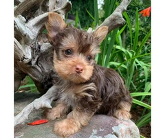 4 Adorable Yorkie Puppies up for Sale - 6