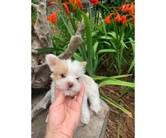 4 Adorable Yorkie Puppies up for Sale - 7