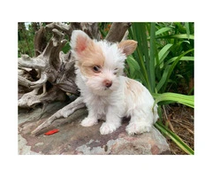 4 Adorable Yorkie Puppies up for Sale - 8